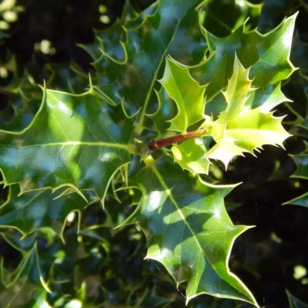Plants Online - Haagplanten - Hulst ‘Heckenstar’ - Pot 80-100 cm - set van 10 - Geschikt als hoge haag - Inbraakwerend - Wintergroen - Zeer winterhard