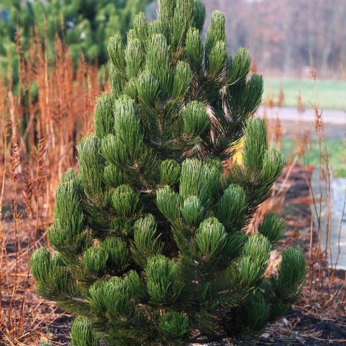 Plants Online BV - Planten - Haagplanten - Coniferen - Tuinplanten - Sier coniferen - Set van 1 - Pinus heldreichii 'Satellit'