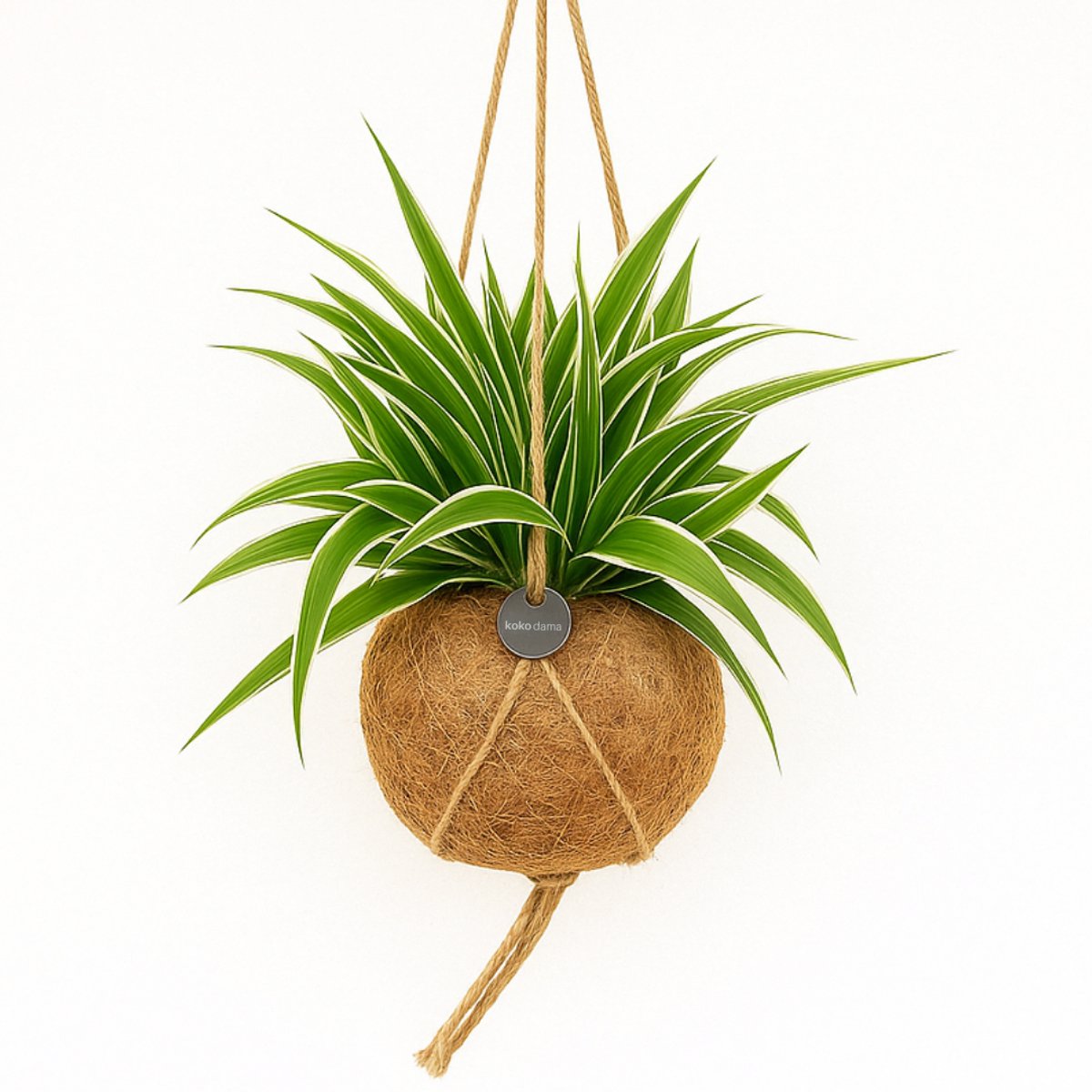 Hangplant - Kamerplant - Chloropythum - Kokodama - Vetplant - Kokosvezel pot - 100 % Plasticvrij - 25 cm hoog