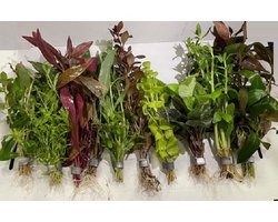 Special Pet - Aquarium Bosjes Mix - 10 stuks