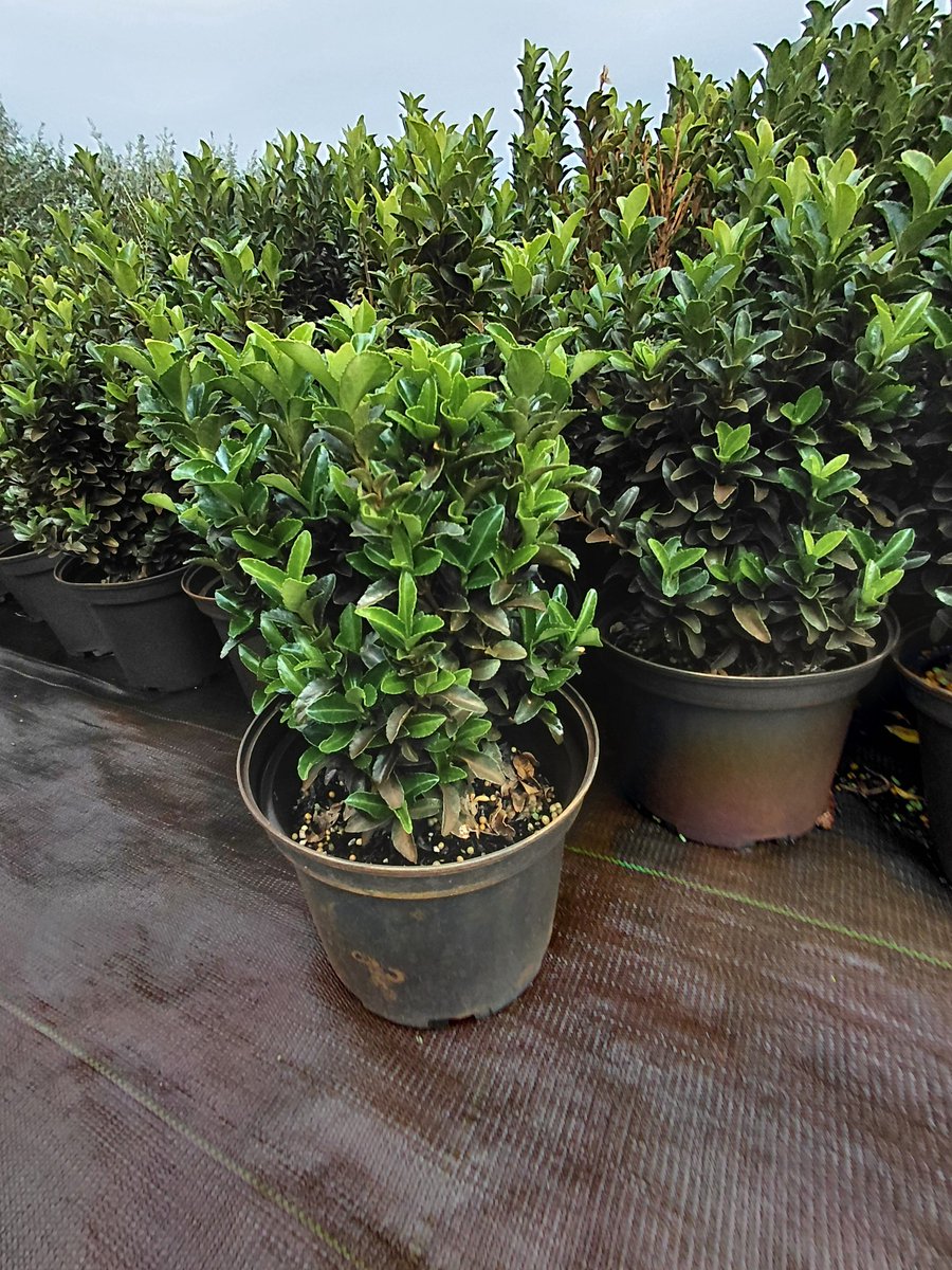 2 stuks ofwel 1 lopende meter Euonymus 'Green Spire' - kardinaalsmuts - buxusvervanger - wintergroene struik - onderhoudsarm - 40 cm hoog