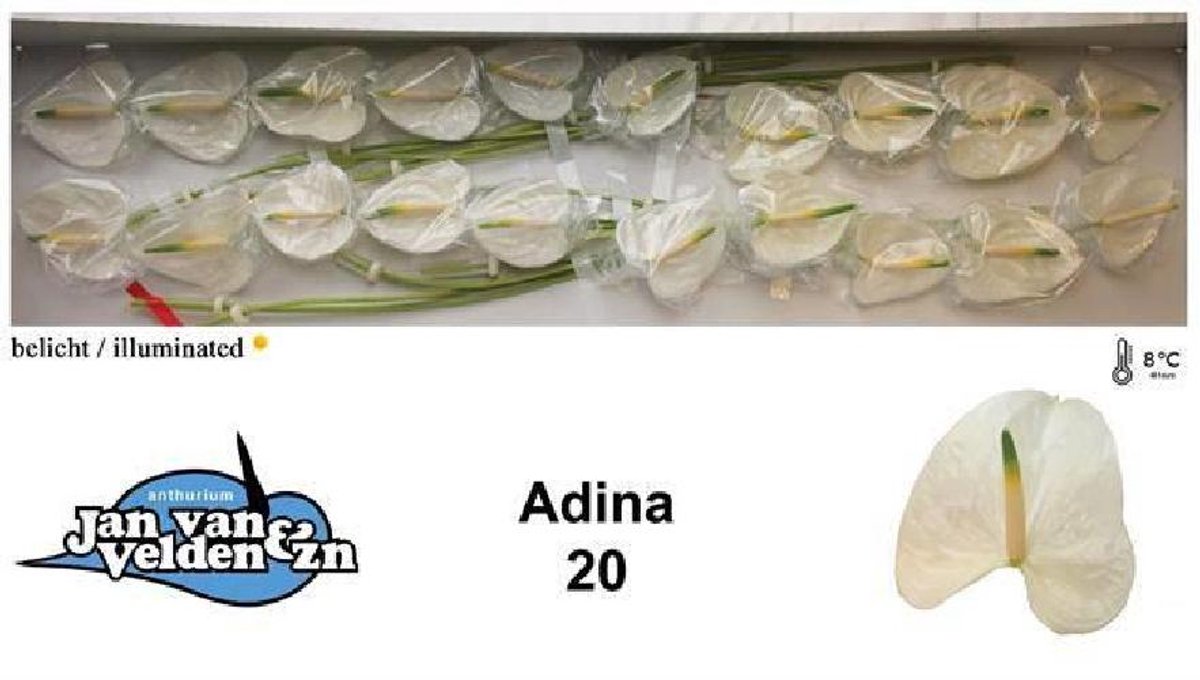 20x Anth.adina