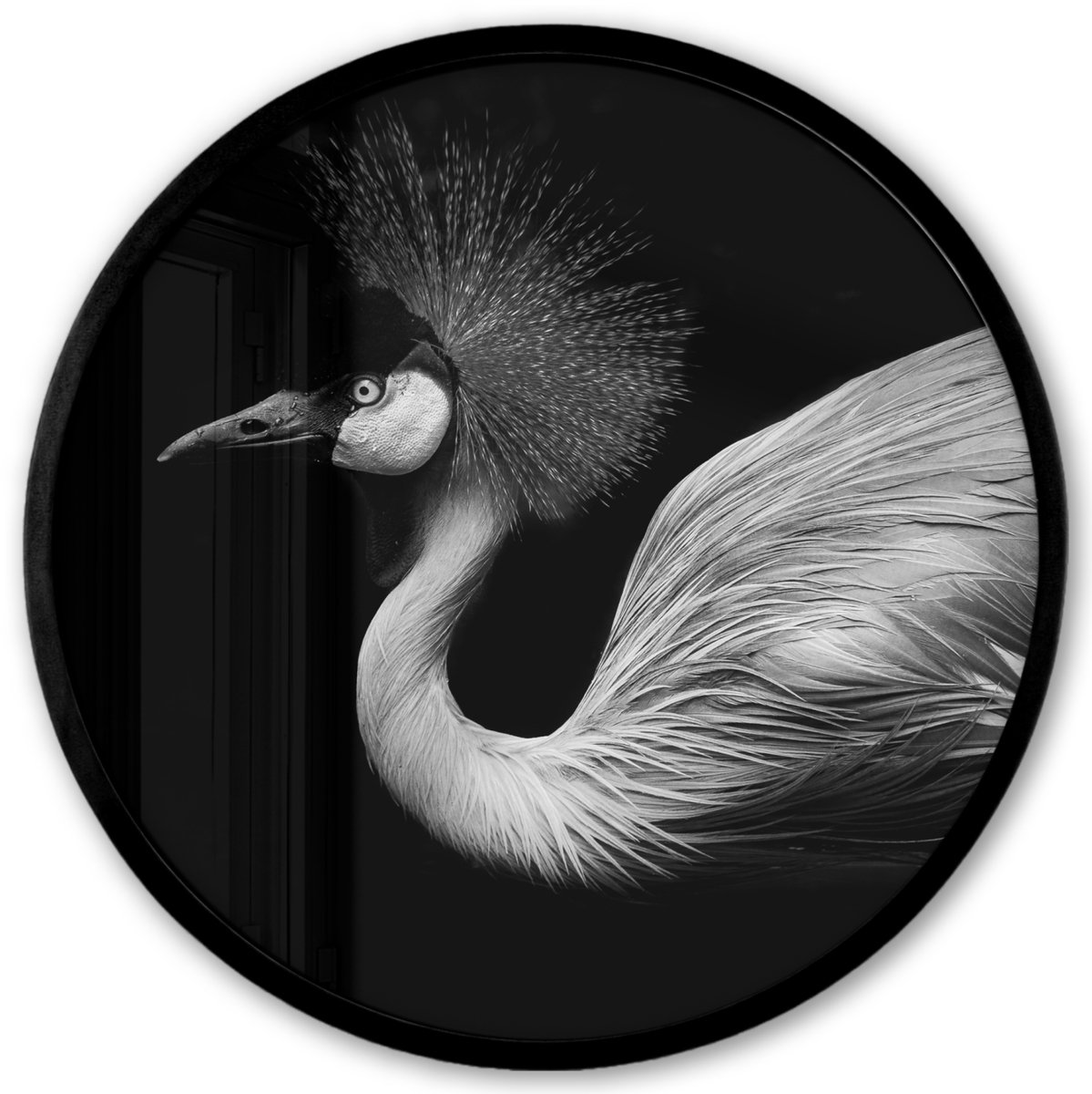 FrameYourWall Poster in lijst Rond - Fotolijst 40x40 cm - Posters - Kraanvogel - Zwart - Wit - Vogel - Dieren - Ronde posterlijst zwart - Decoratie - Wanddecoratie woonkamer - Muurdecoratie slaapkamer