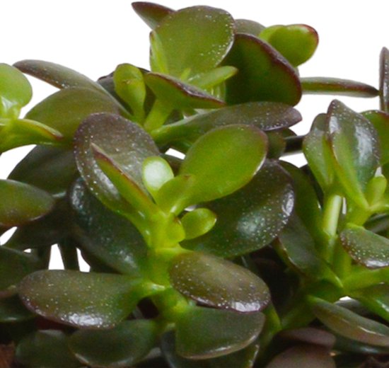 Mélange de Crassula en pot mexicain | 3 pièces | Ø 12 cm | 16-21cm
