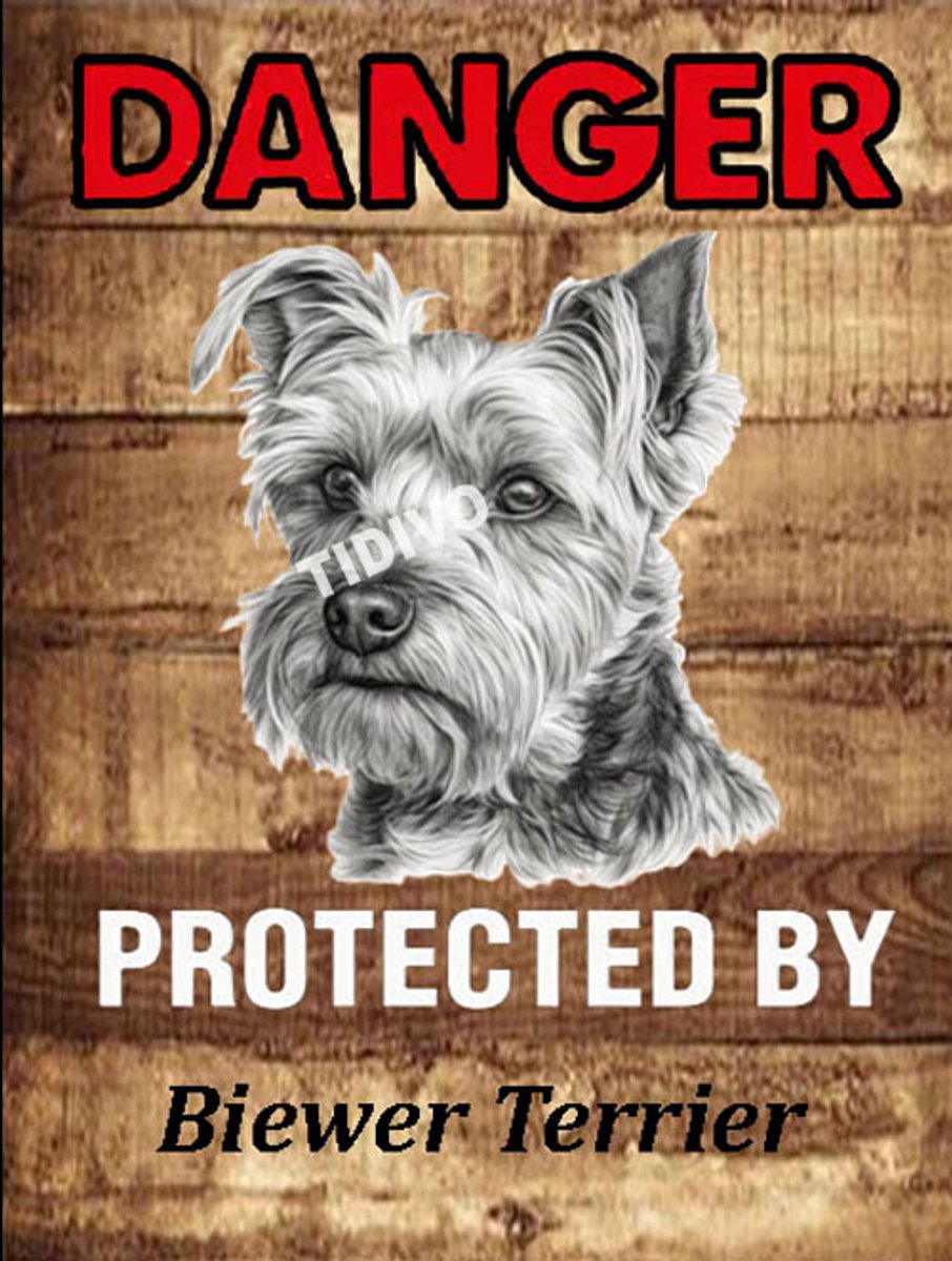 Biewer Terrier 19