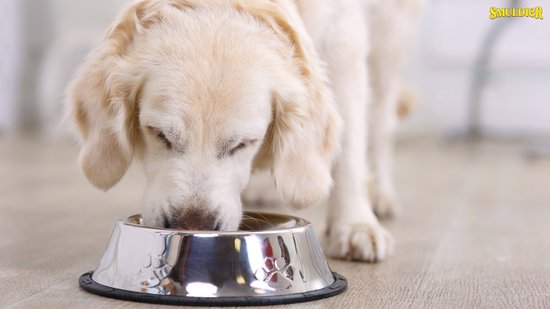 Lichtblonde hond eet uit een zilverkleurige voerbak. Logo Smuldier zichtbaar.