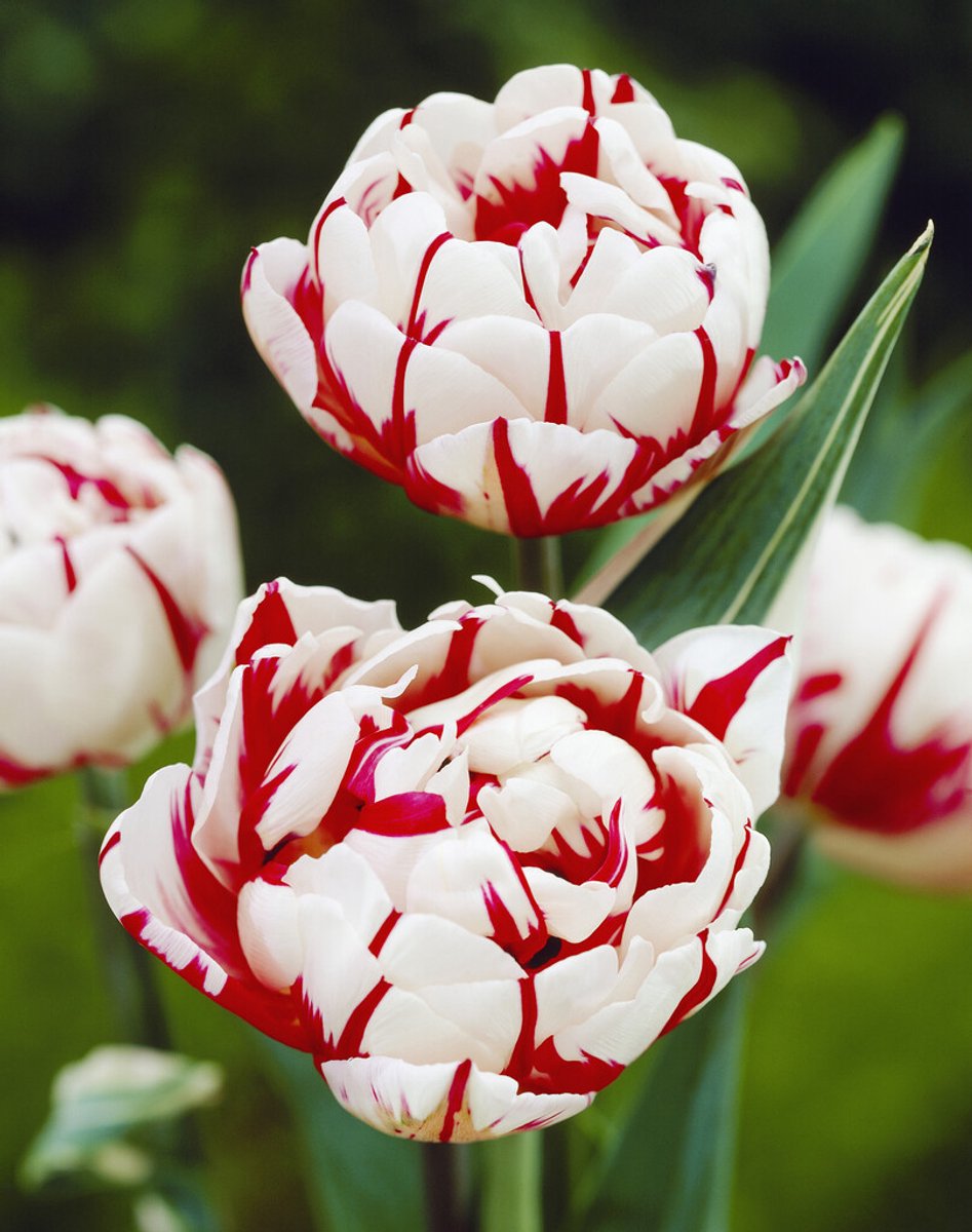 Tulp Carnaval de Nice | 10 stuks | Tulpenbollen