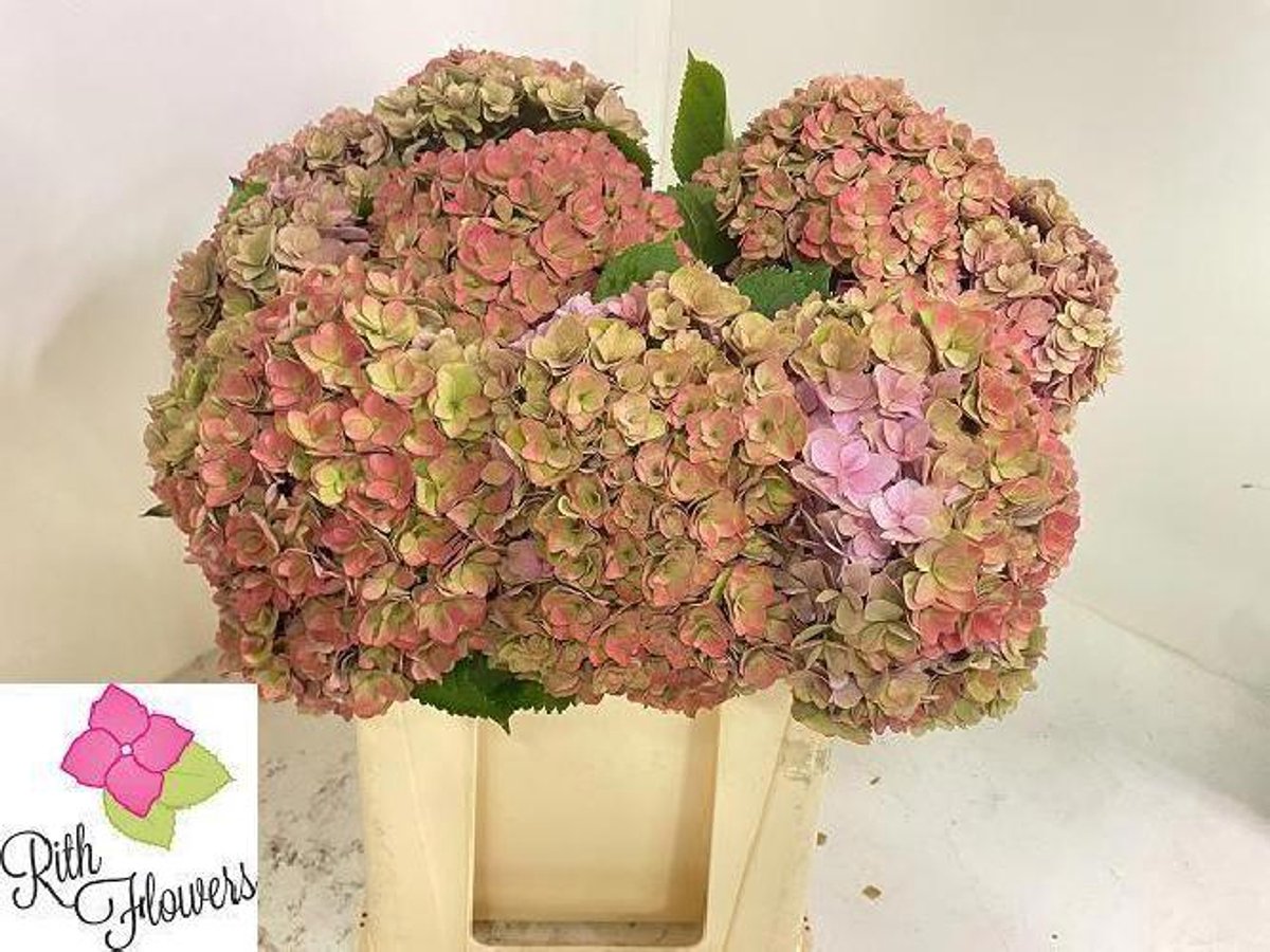 10x Hydr.royal anastasia classic 50cm
