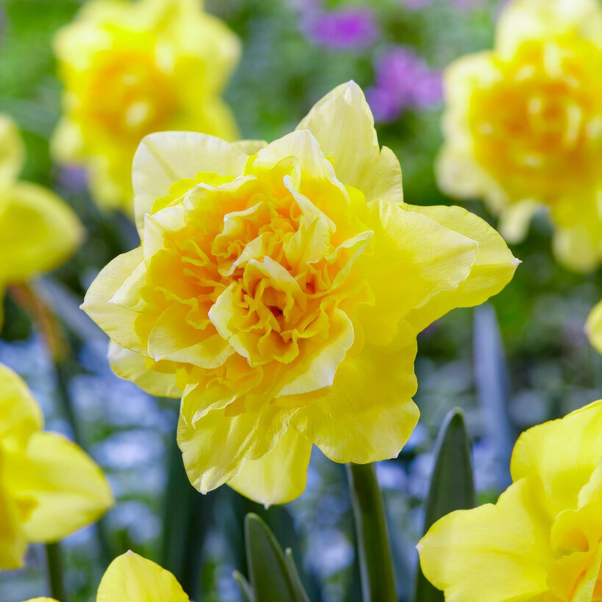 Narcissen Bloembollen Winterhard - Dick Wilden - 25 stuks - Geel - Bloem Bollen Mix - Paasbloemen Meerjarig