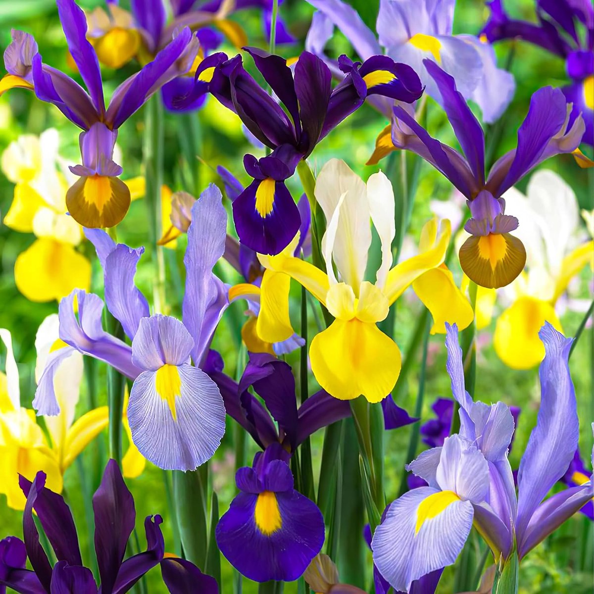 Iris Bloembollen Winterhard - Super Collection Mix - 50 stuks - Meerkleurig - Bloem bollen - Meerjarig Mix