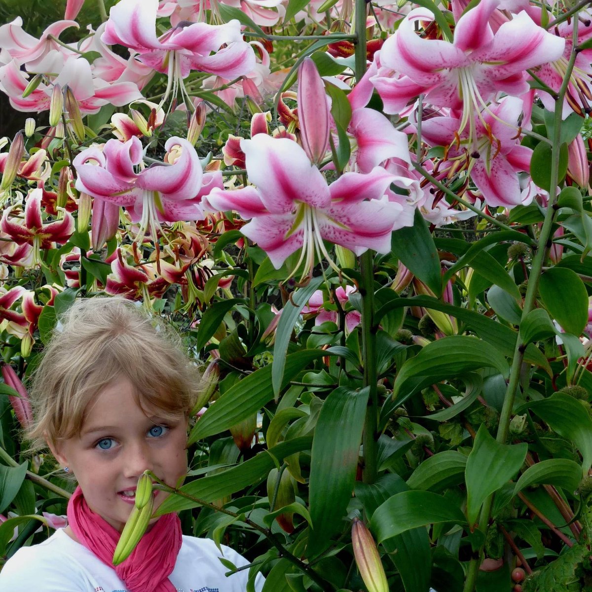 Lelie Bloembollen Winterhard - Lilium Anastasia - 3 stuks - Roze - Bloem bollen Mix Meerjarig - Leliebollen