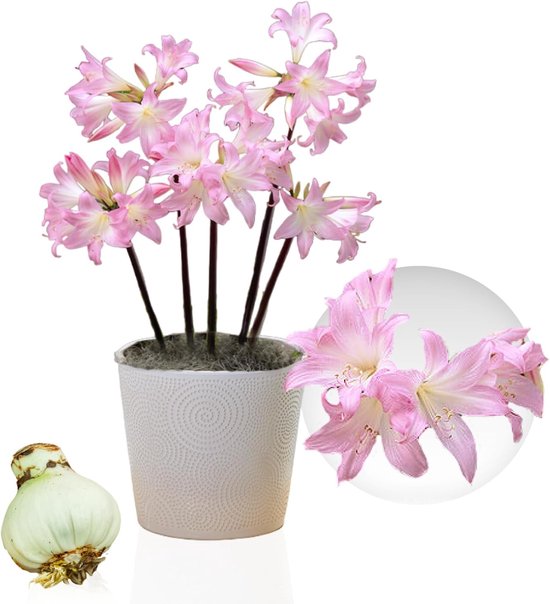 Amaryllis bloembol Belladonna