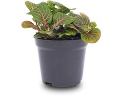 Fittonia Bubble Red - Rood/groen - Mozaiekplantje