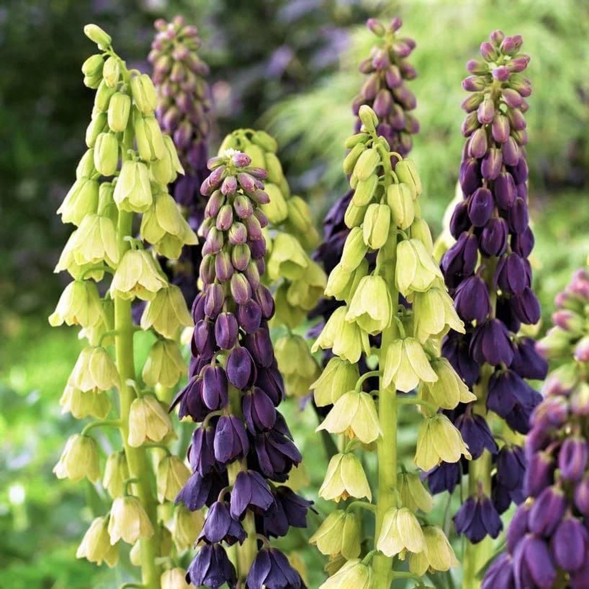 Keizerskroon Bloembollen Meerjarig - Fritillaria Persica Purple - Purple - 4 stuks - Paars & Wit - Bloem bollen Mix