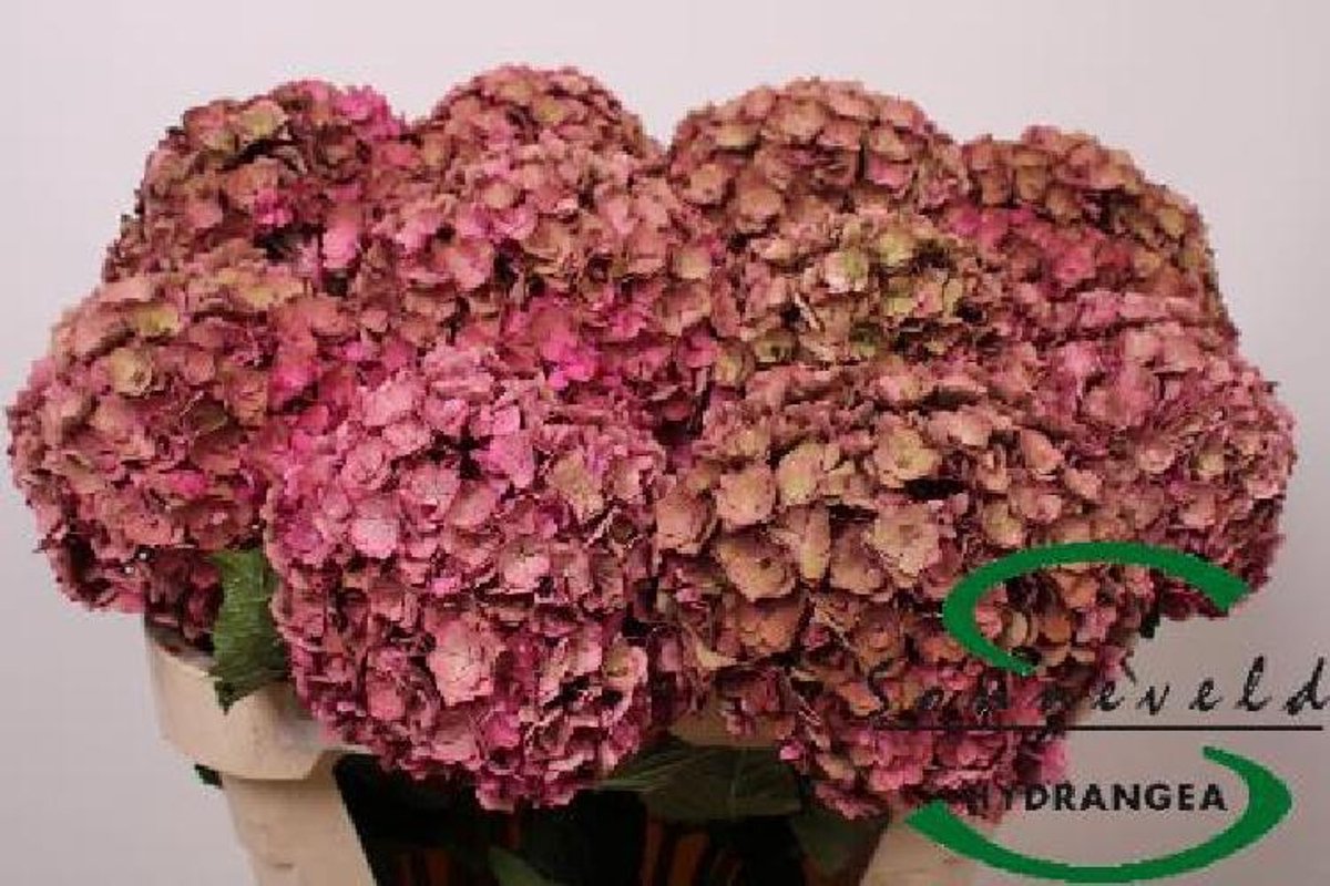 5x Hydr.royal anastasia classic 70cm