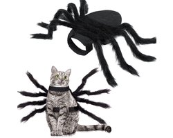 Joya Pets® Verkleedset Huisdier | Spin Kostuum voor Kat of Hond | Halloween Kostuum Dier | Verkleden als Grote Harige Spin | Maat M