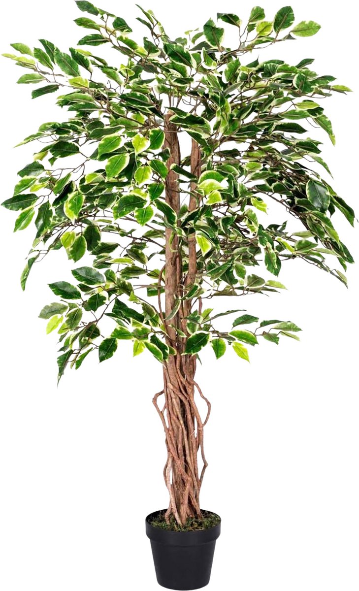 Homescapes Kunst Ficusboom 120 cm – Bonte Kunstplant met Echte Houten Stam & Lifelike Variegated Bladeren – Inclusief Pot – Binnen Decoratie Groen/Bont