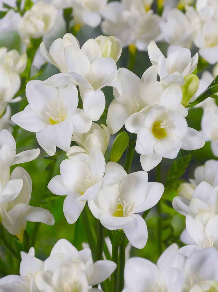 25x Freesia 'Freesia white single' - BULBi® Bloembollen met bloeigarantie