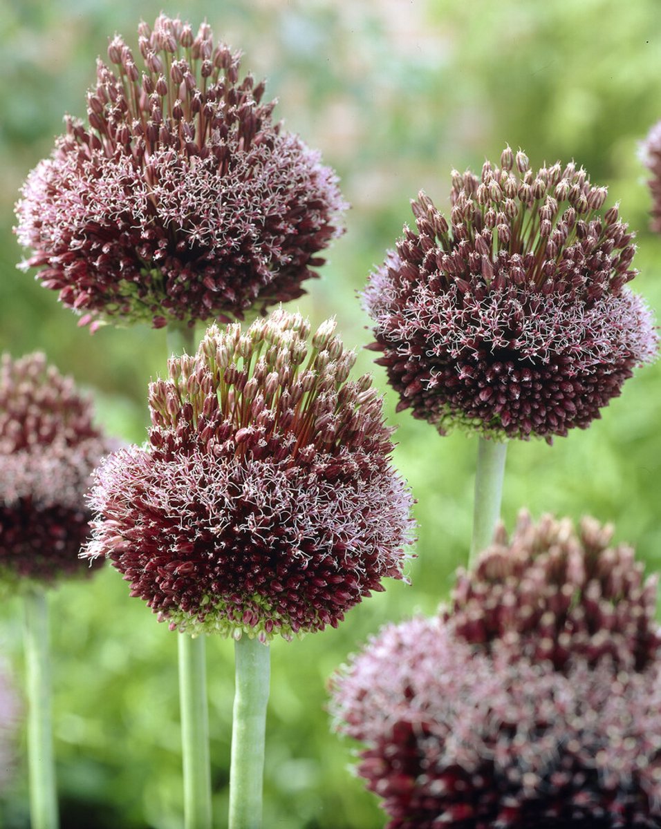 3x Allium 'Forelock' - BULBi® Bloembollen met bloeigarantie