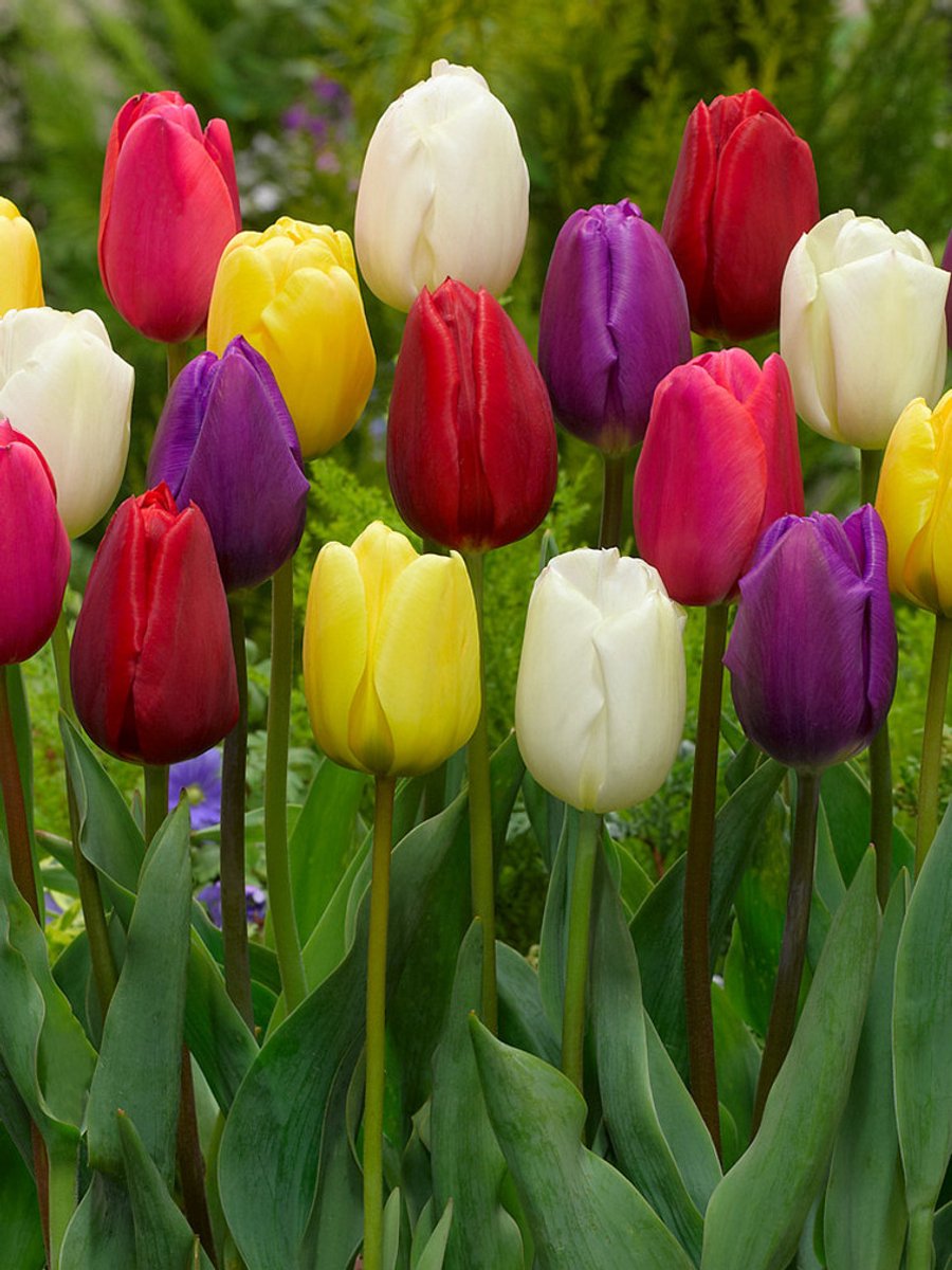 25x Tulpen 'Triumph gemengd' - BULBi® Bloembollen met bloeigarantie