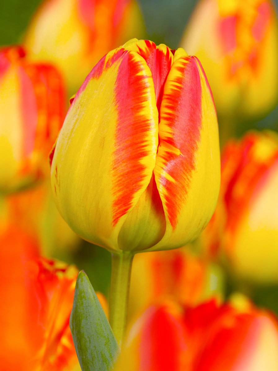 25x Tulpen 'Banja luka' - BULBi® Bloembollen met bloeigarantie