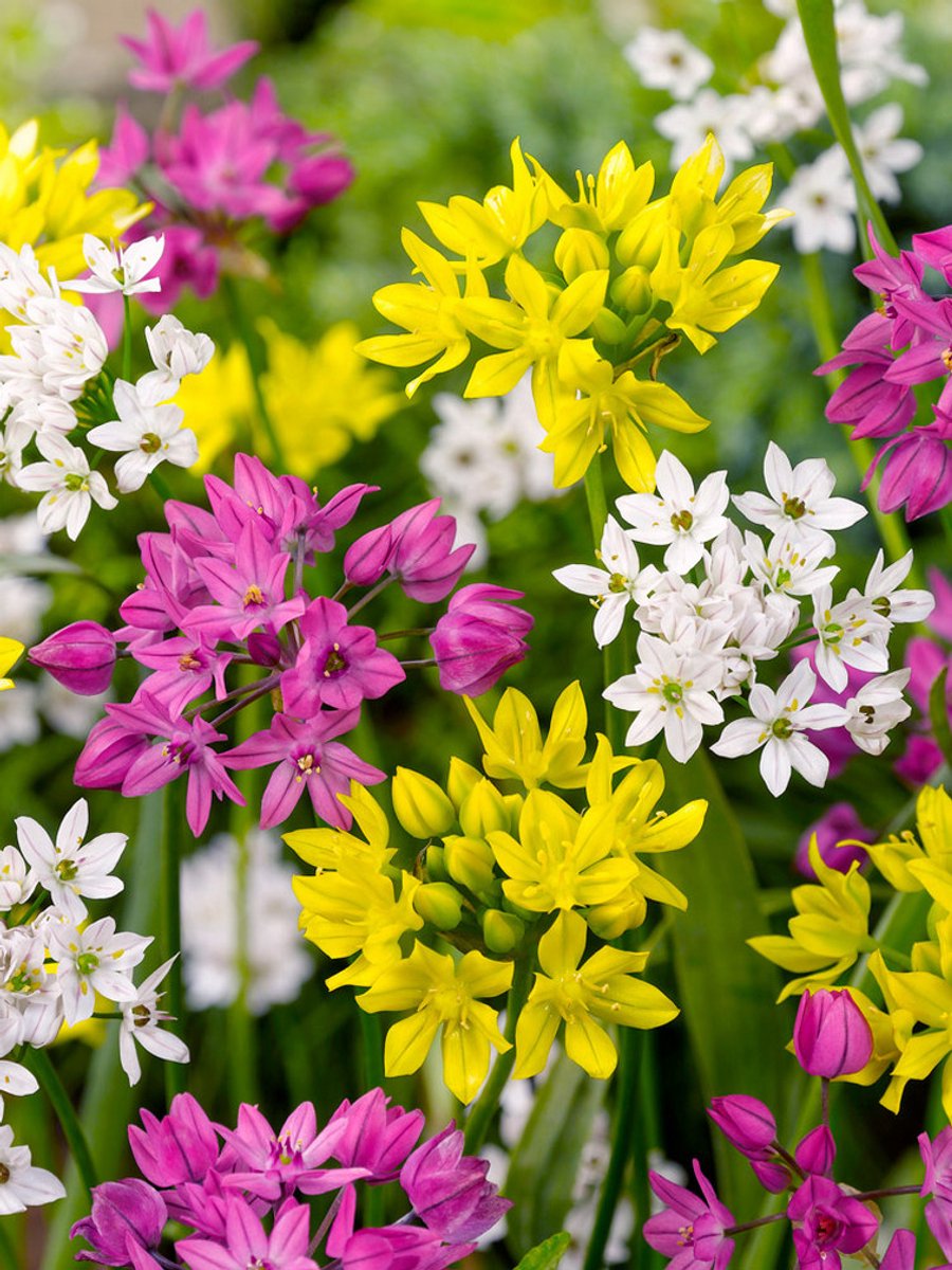 25x Allium 'Species mix' - BULBi® Bloembollen met bloeigarantie