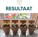 Vier jonge bonsai boompjes in potjes met plantenstekers: Black Pine, Chinese Elm, Jacaranda, Empress Tree.