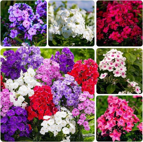 Collage van clusters met paarse, witte, rode, roze en roze-witte Phlox bloemen.