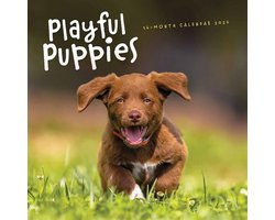 Puppies Kalender 2026