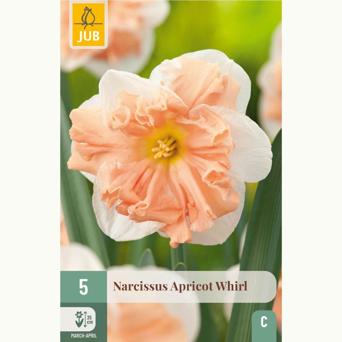 Narcissus Apricot Whirl - Narcis - Snijbloemen - Voorjaarsbollen - bloeit in Maart / April