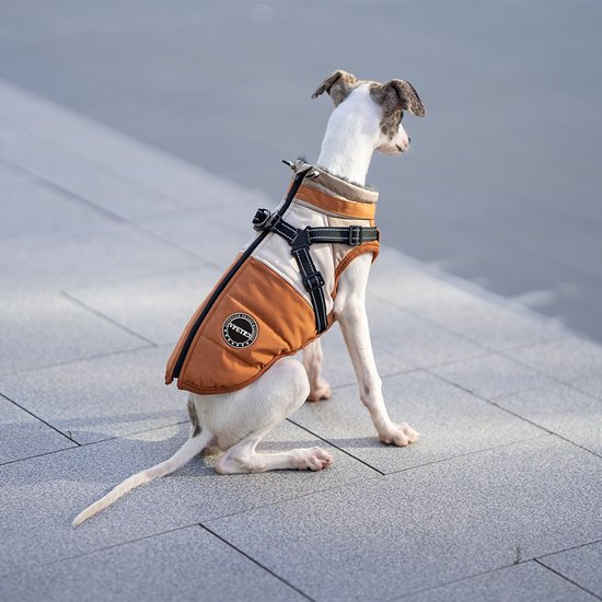 Een witte whippet met een oranje-beige jas, zittend.
