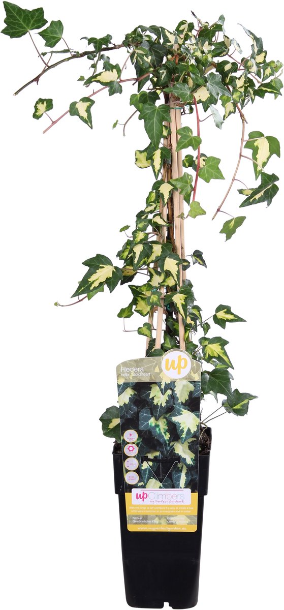 Hello Plants Hedera Helix Goldheart Kleinbladige Klimop - Klimplant - Ø 15 cm - Hoogte: 65 cm