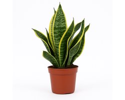 Sansevieria Futura Superba – Vrouwentong – Kamerplant – Luchtzuiverend & Makkelijk te Verzorgen – Hoogte 35cm - Pot Ø12cm – Voor Woonkamer of Slaapkamer – Weinig Onderhoud – Plant