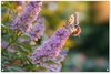 Papillon - Fleurs, Violet