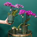 Paarse phalaenopsis orchideeën in glanzende groene potten, een hand houdt een pot omhoog.