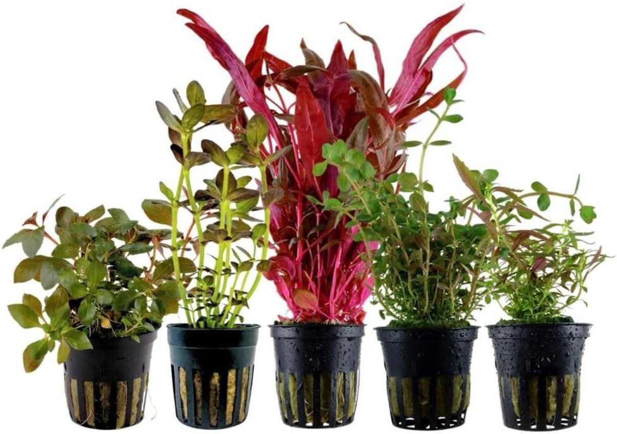 AquaOne Aquariumplanten I 5x Waterplanten I Kleurrijke Aquariumplanten I Alternanthera Bacopa Rotala Ludwigia I Set met 5 kleurrijke aquariumplanten in potten