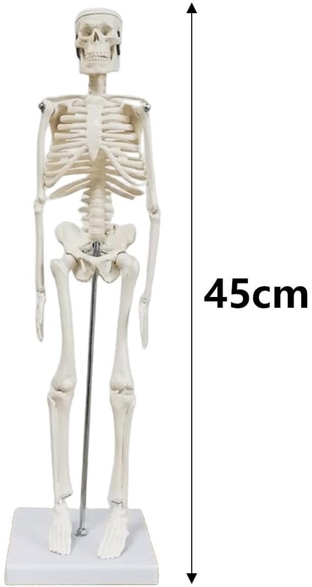 Skelet-Anatomisch model -45 cm-Geraamte- ANATOMIE-Menselijk skelet -Doodshoofd-Schedel