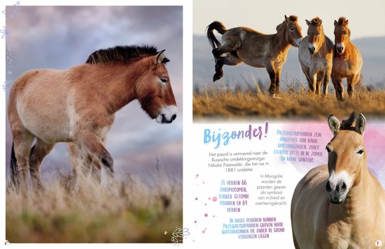 Penny Rassenboek Deel 4 - Paarden boeken - Paardenboek - Rassenboek - Paarden - Paarden Spullen - Paardencadeaus - Paarden Speelgoed - Creatief - Leesboek Paarden - Paard - Pony - Veulen - Vakantieboek - Paarden Cadeau Meisje