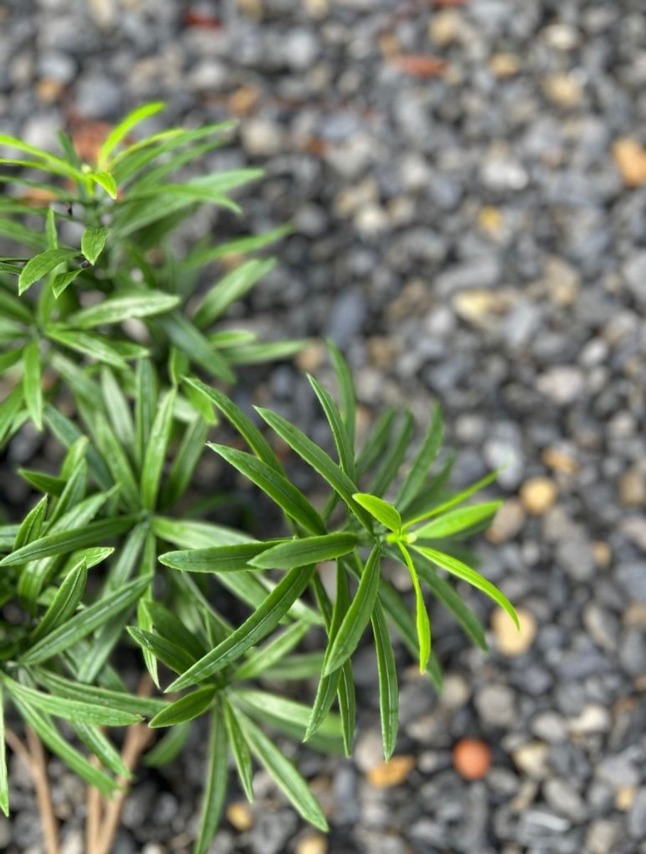Podocarpus kunstboeket 50 cm UV