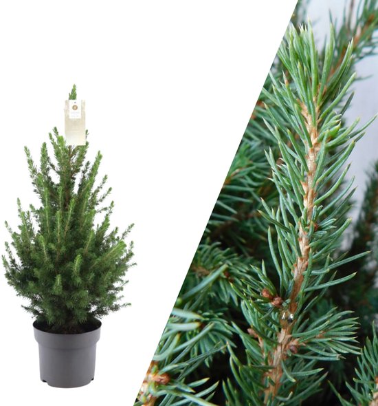 NatureNest - Kerstboom | 1x Picea Conica 'December' | 19 cm Ø | 60 cm