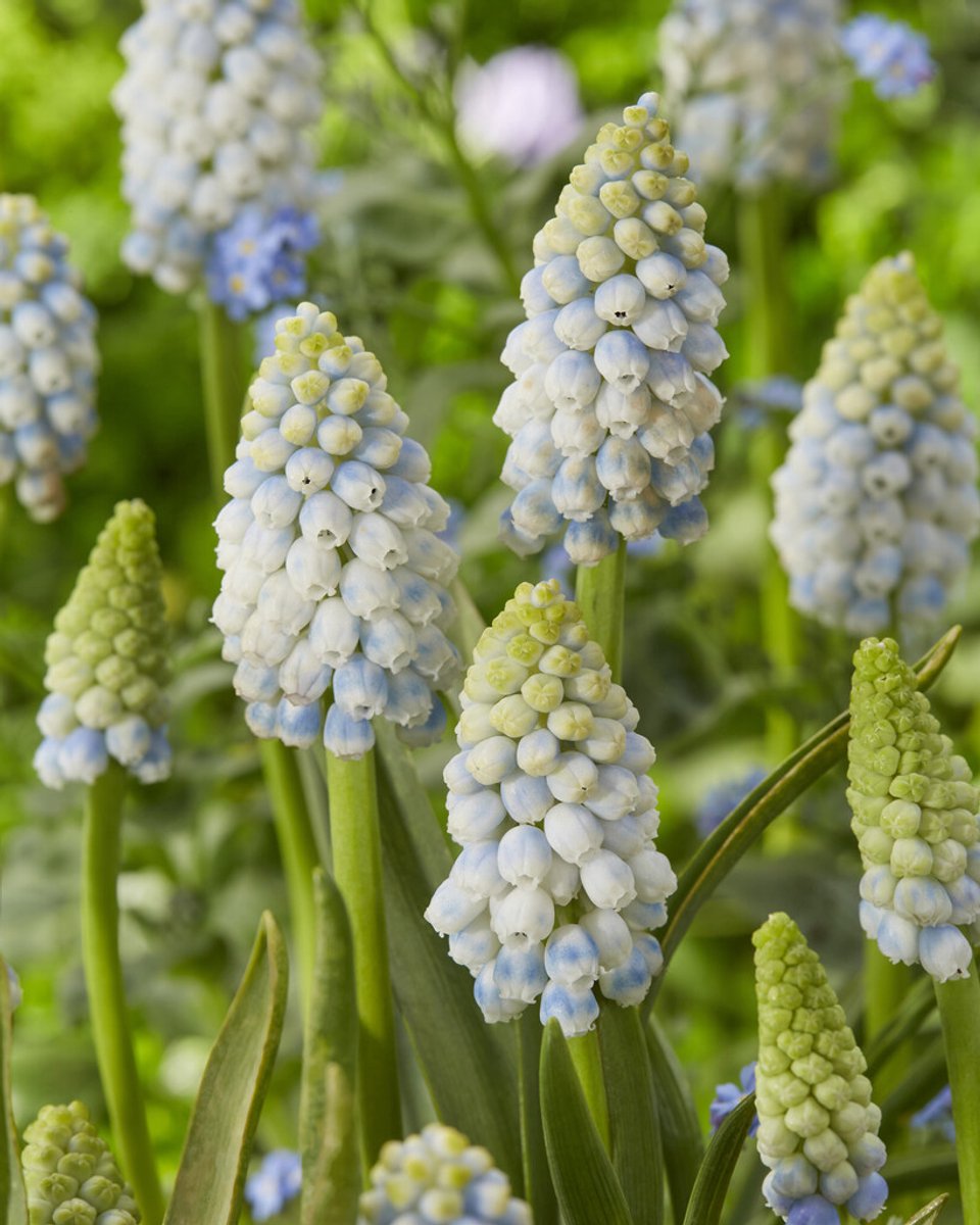 Muscari Alaska | 15 stuks | Blauw druifje