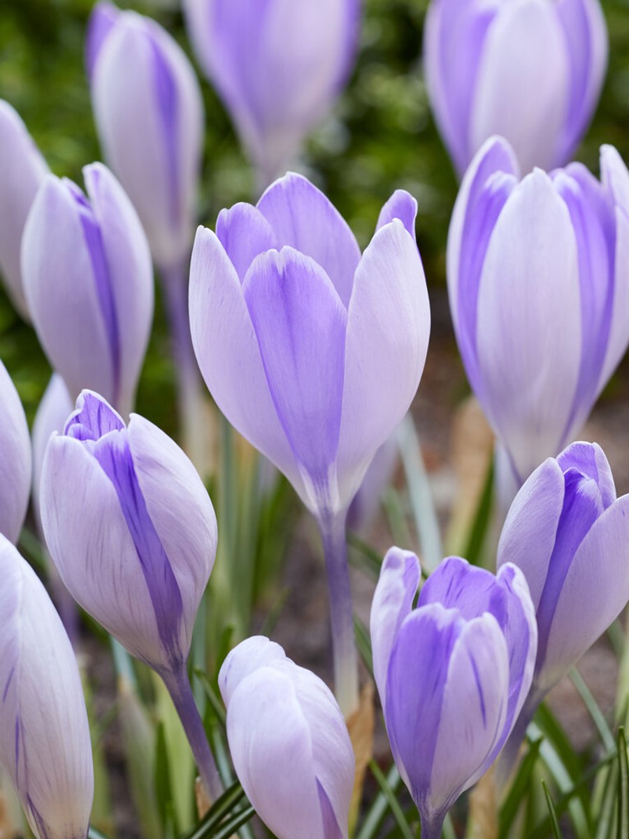 Crocus Vanguard | 10 stuks | Krokus