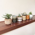 Zes mini-vetplanten in diverse keramische potjes op een houten plank.