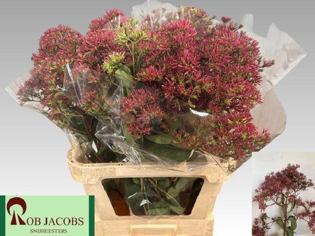 10x Heptacodium royale red star 80cm