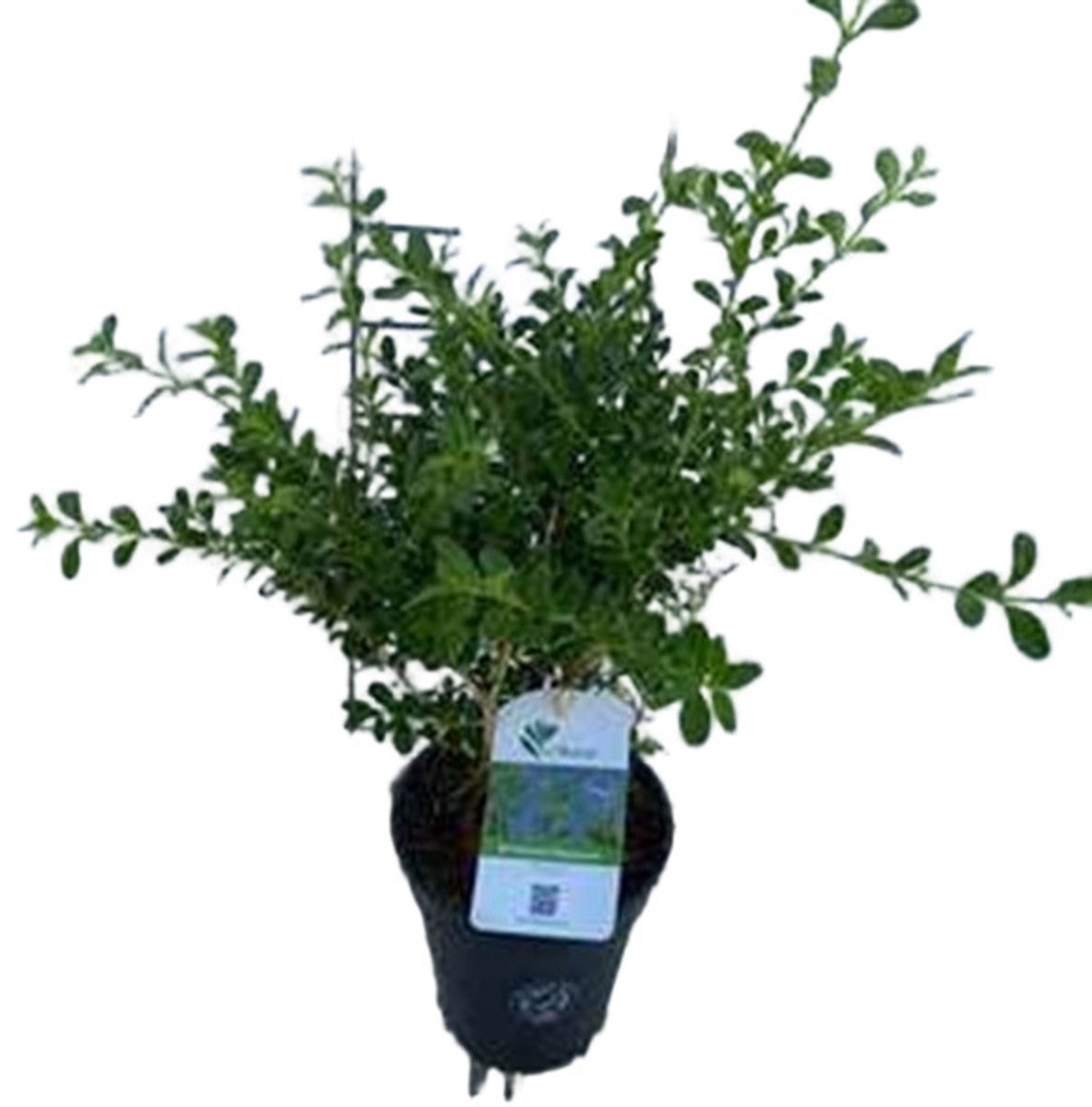 Betterbuxus 'Renaissance' – 15-20 cm – Wintergroene Heester – Langzame & Compacte Groei – Meerjarig & Schimmelresistent – Perfect voor Lage Hagen & Borders
