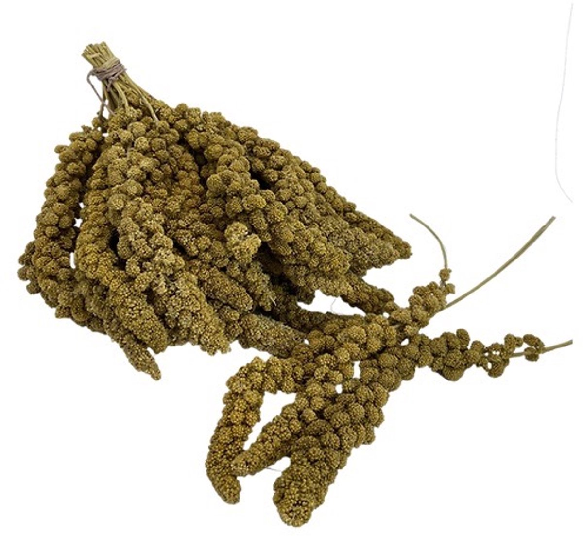 Farmidi Trosgierst 1 kg - Gezond lekkernij voor kippen - tegen verveling