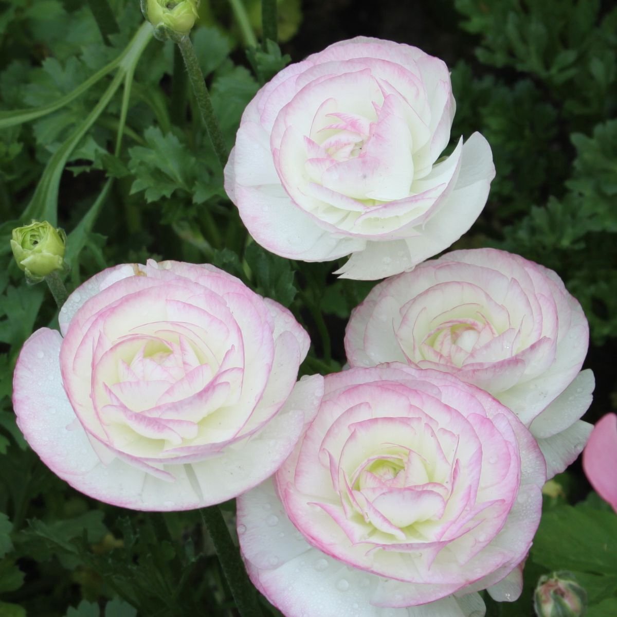 Ranunculus Bianco Sfumato | 10 stuks | Ranonkel