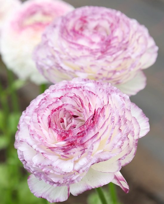 Twee witte en roze ranonkels met gedetailleerde bloemblaadjes.