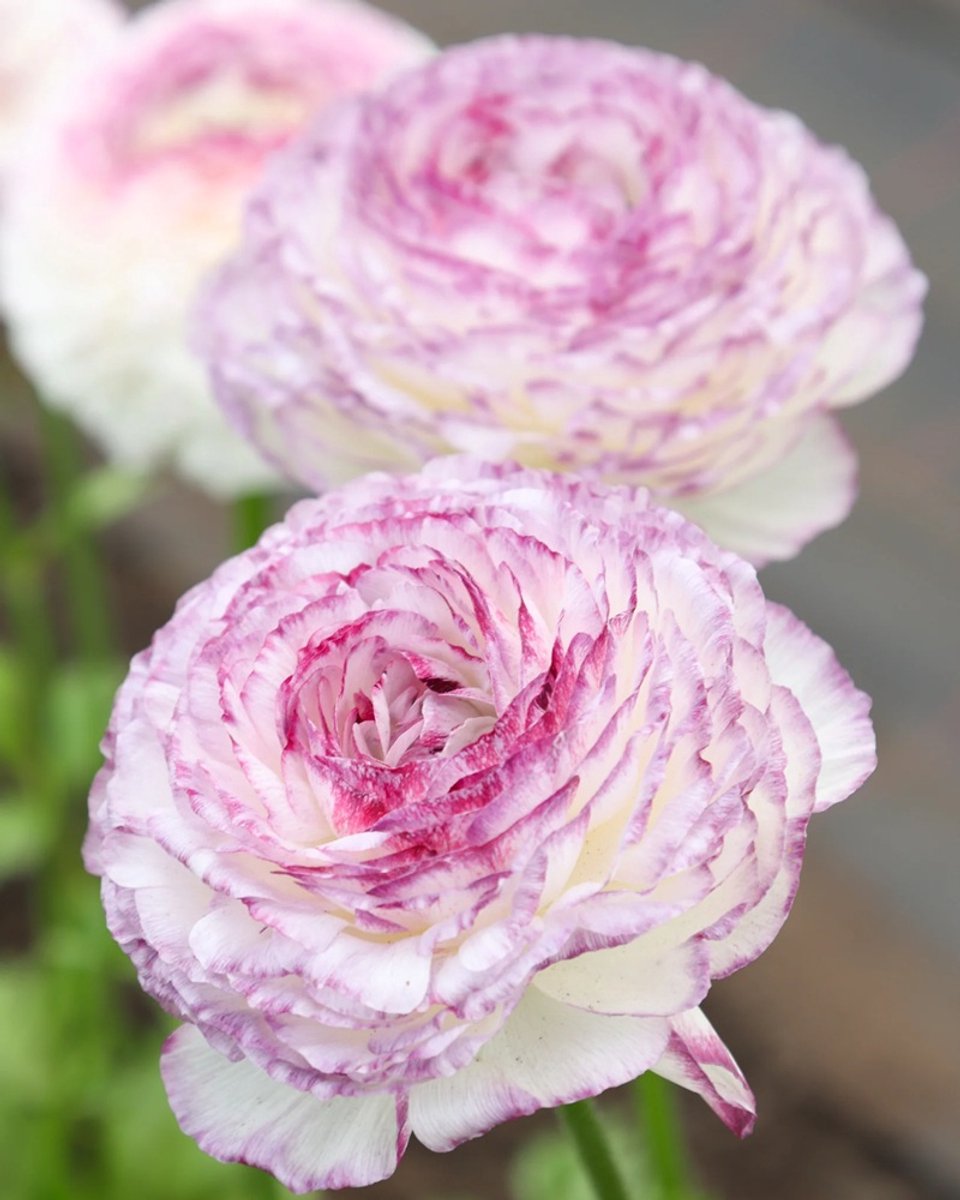 Ranunculus Bianco Striato 303IP | 10 stuks | Ranonkel