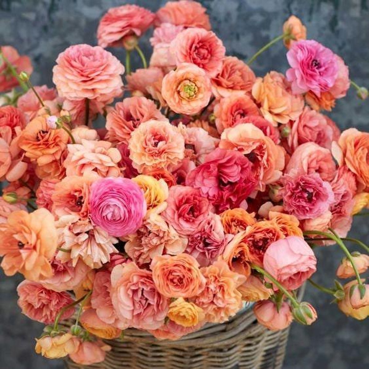 Ranunculus Pauline Champagne | 10 stuks | Ranonkel